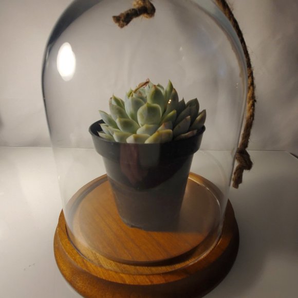 Glass Dome Terrarium / Display Case with Wood Base - Short NEW - Picture 2 of 4
